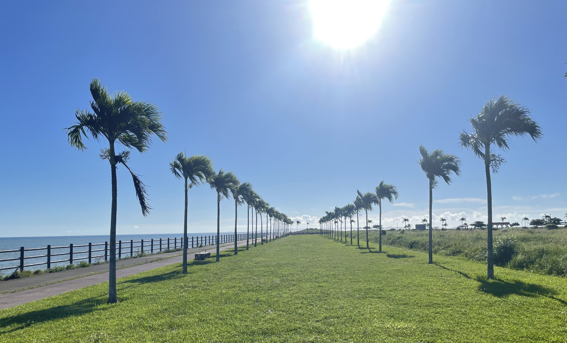 ヤシの木ロード